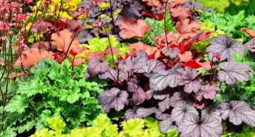 黄杨：小巧玲珑，耐寒又耐阴