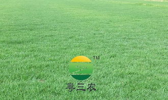 操场草种耐踩抗压那些事儿