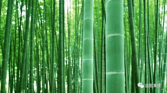竹子种子的季节选择大揭秘
