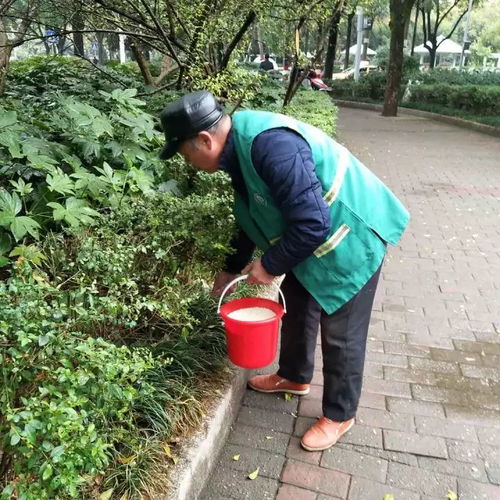 冬日园林养护：植物过冬的“温暖家”