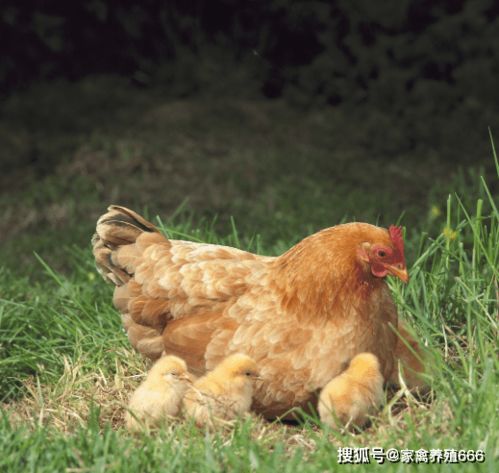 如何科学配比蛋鸡饲料鱼粉最省钱，避免成本飙升，实现产蛋量提升8%？