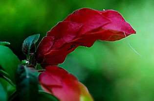 红花与草本植物的对比