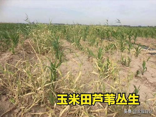 玉米田芦苇专用除草剂：效果揭秘
