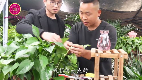 绿萝土种快速生根，秘诀是什么
