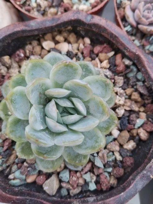 多菌灵：多肉植物病害的克星还是隐形杀手？