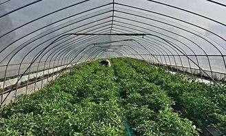 冬季阳台给姜催芽，你准备好了吗？