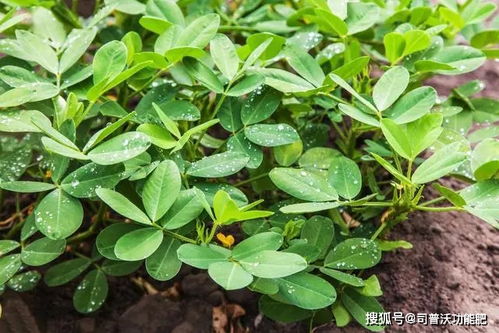 夏季播种丹参种子， 掌握关键技巧