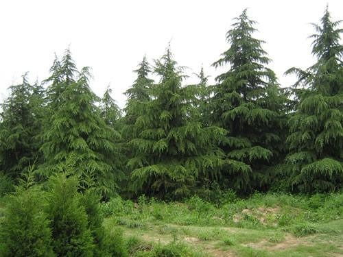 雪松校园中的独特植物