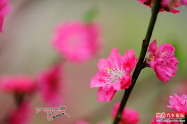 桃花：春天的使者