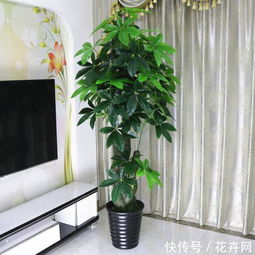 市场动态：发财树，你的全球舞台