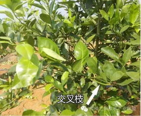 发财树修芽枝，每枝留2芽