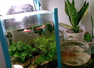 养花冷知识：花卉也有“户口本”