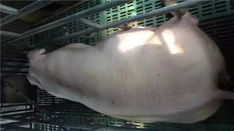 母猪先兆流产，及时诊断与治疗