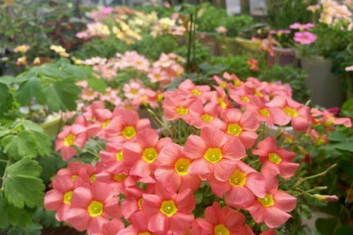 话瓣粉红的草本花，真的彳艮多啊！