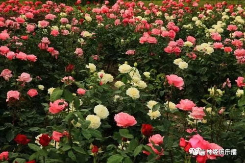 四、 山区特色花卉