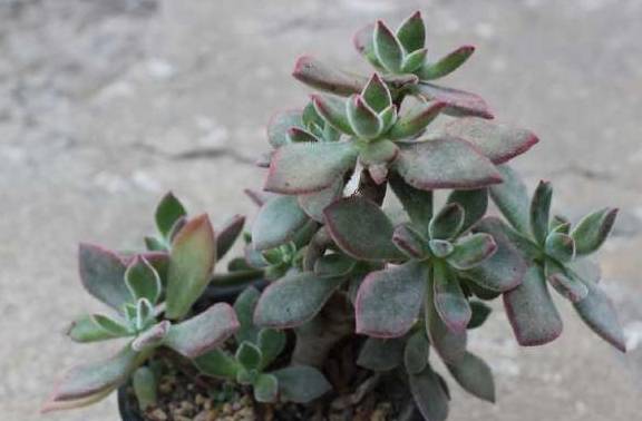 昙花叶子干瘪，可能是缺水、病虫害或光照不足导致