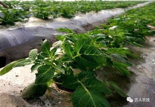 花生田除草，哪种覆膜剂Zui管用？