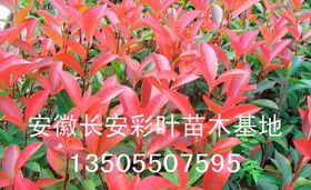 红叶石楠的观赏价值与药用价值