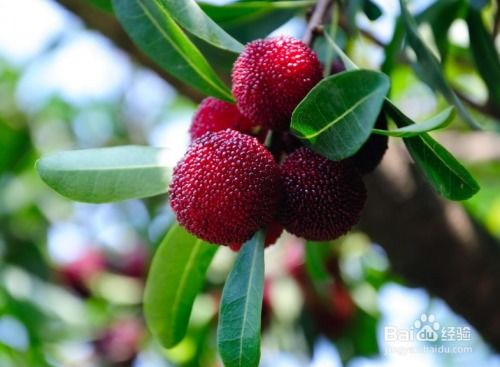 杨梅什么季节成熟？哪几个月份的杨梅最好吃