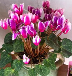仙客来管理要点，如何让花开更繁盛