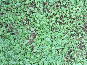 常见草皮植物种类介绍