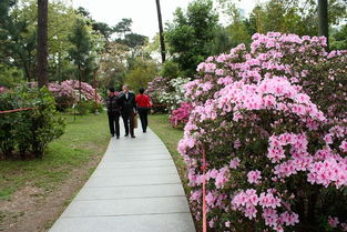 马路上那些五彩斑斓的花朵，你知道它们的名字吗？