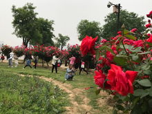 高杆月季的嫁接技术