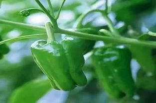 解毒方法大揭秘