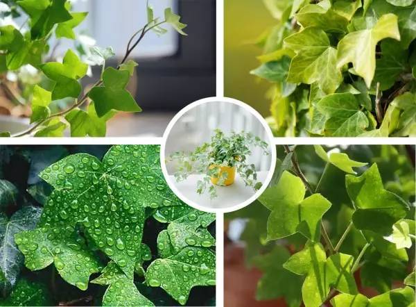 搬新家养什么植物风水好？哪些植物能带来好运