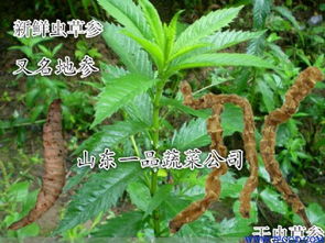 二、 种子浸泡，唤醒生命