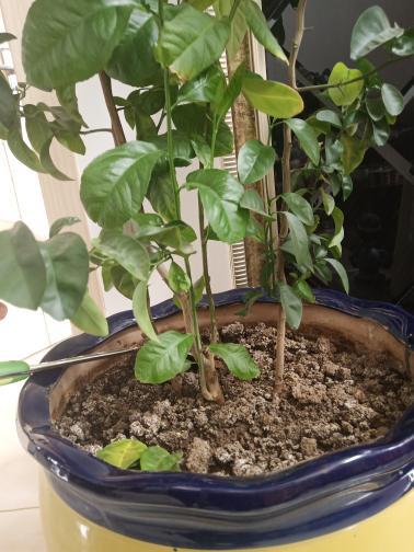 四月份移栽，剪枝要不要？