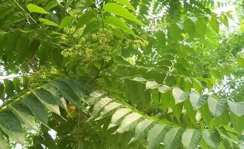 高毒农药的坏处