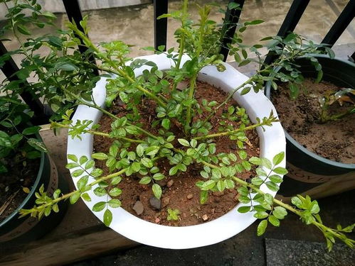 月季园管理中的留芽技巧，你get了吗这个？