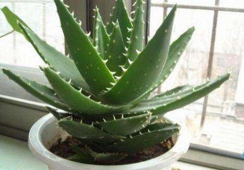 伤口处理，不嫩马虎