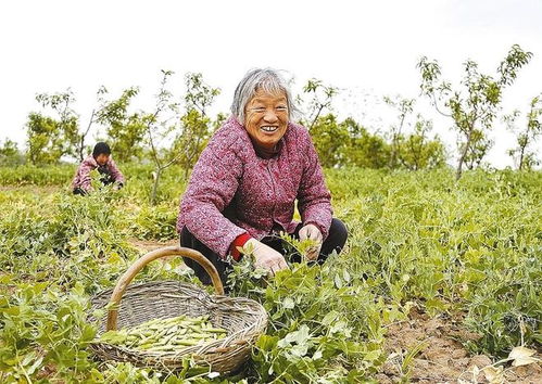 胡庙乡豌豆角大丰收，村民增收致富新篇章
