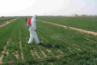 除草剂喷洒技巧