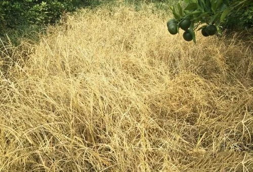 内吸作用：杂草的克星