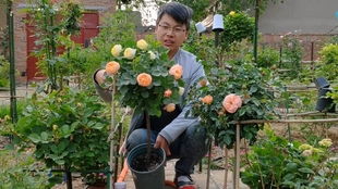 色彩斑斓：浅粉色的浪漫