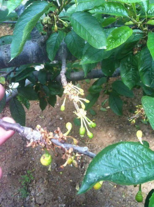 果园病害问题， 让人头疼不Yi