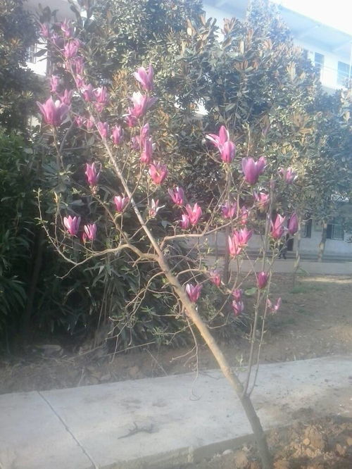 开粉色花的树， 春天的使者