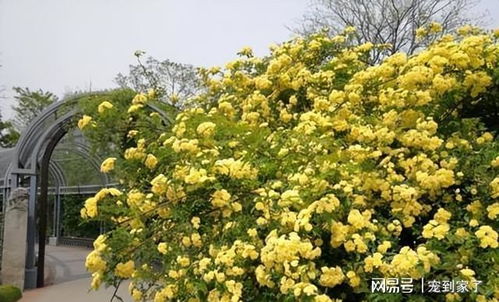 发财树开花似火红，花形独特引人注目