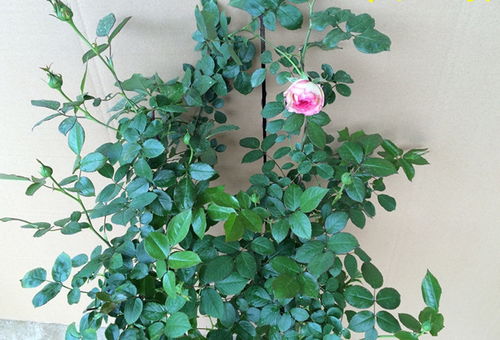 大苗移栽的注意事项