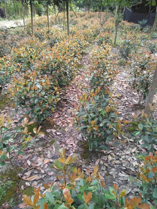 土壤检测， 品种选择，一个dou不Neng少