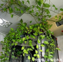 黄蝉叶子发黄怎么办？养护5招复绿技巧有哪些