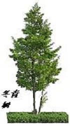 冬青是常绿乔木？还是灌木