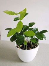 吊兰之美，尽收眼底