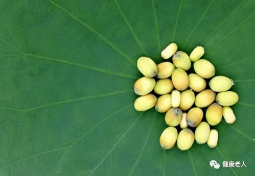 莲子最佳播种时间是什么季节？