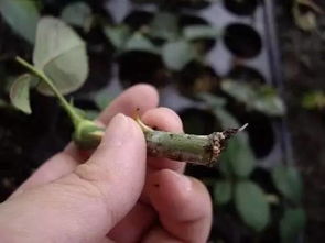 水分控制， 就像照顾宝宝