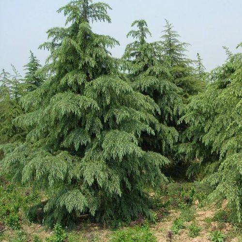 那么4米和7米高的雪松，价格相差多少呢？