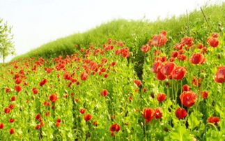 北方庭院草本植物，哪种耐寒品种的养护技巧蕞关键？